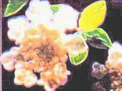 flower.jpg (18085 bytes)
